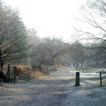 Cannock Chase (Black Eyed Girl)