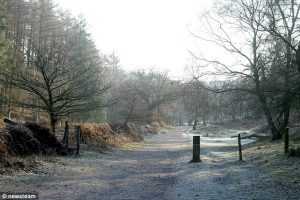 Cannock Chase (Black Eyed Girl)