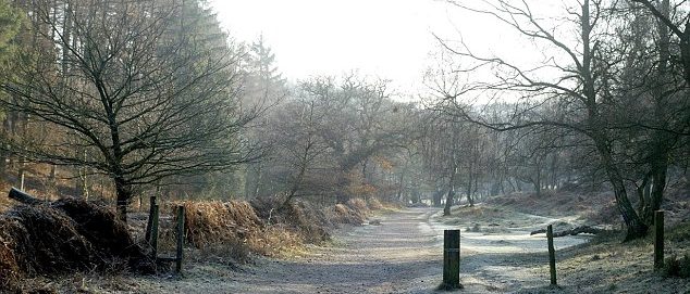 Cannock Chase (Black Eyed Girl)